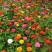百日草花种子四季易种室外庭院阳台景观花海百日菊花种籽开花