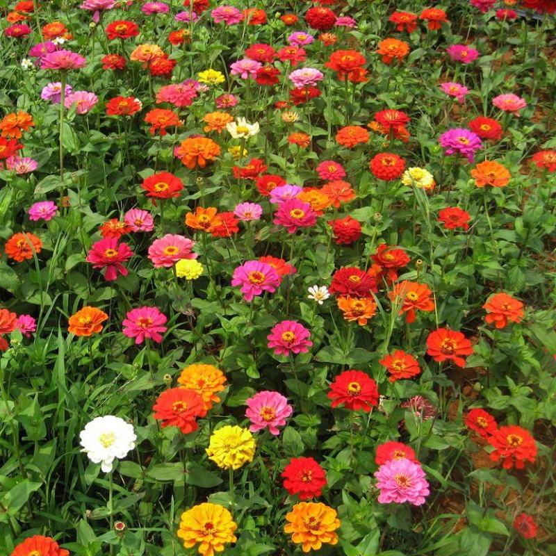 百日草花种子四季易种室外庭院阳台景观花海百日菊花种籽开花