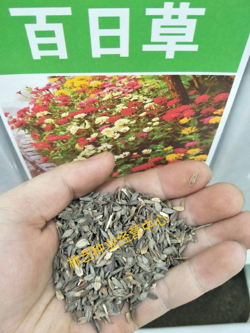 百日草花种子四季易种室外庭院阳台景观花海百日菊花种籽开花