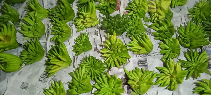 观佛手大量现货耐运输耐存放绿色大佛手产地直发