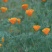 花菱草种子四季种易活花种子耐寒多年生宿根花籽庭院室外阳台