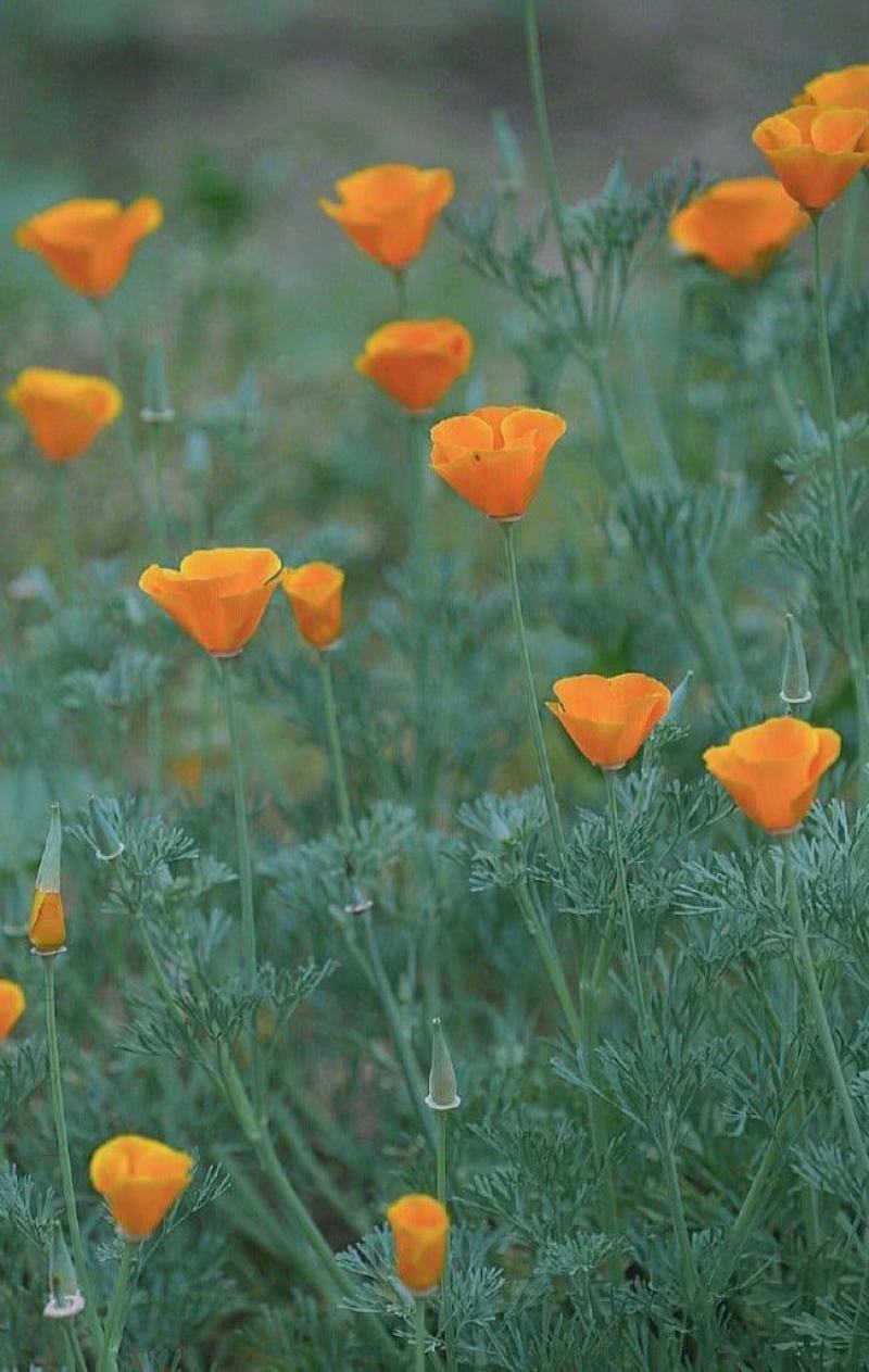 花菱草种子四季种易活花种子耐寒多年生宿根花籽庭院室外阳台