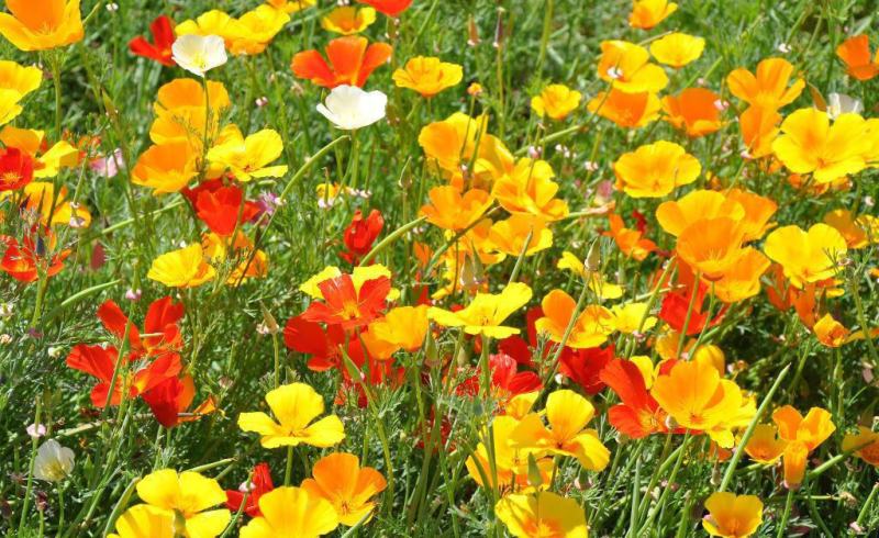 花菱草种子四季种易活花种子耐寒多年生宿根花籽庭院室外阳台