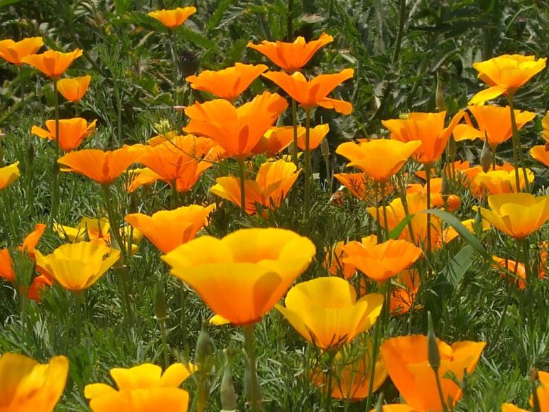 花菱草种子四季种易活花种子耐寒多年生宿根花籽庭院室外阳台
