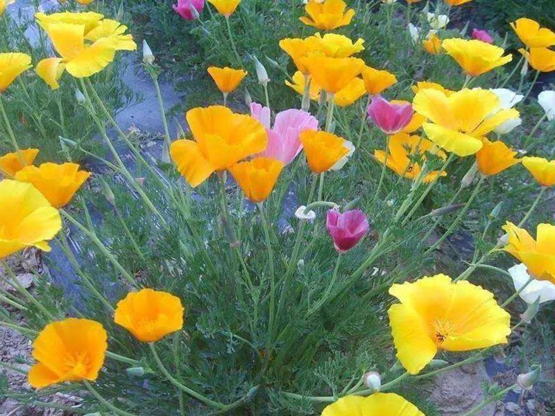 花菱草种子四季种易活花种子耐寒多年生宿根花籽庭院室外阳台