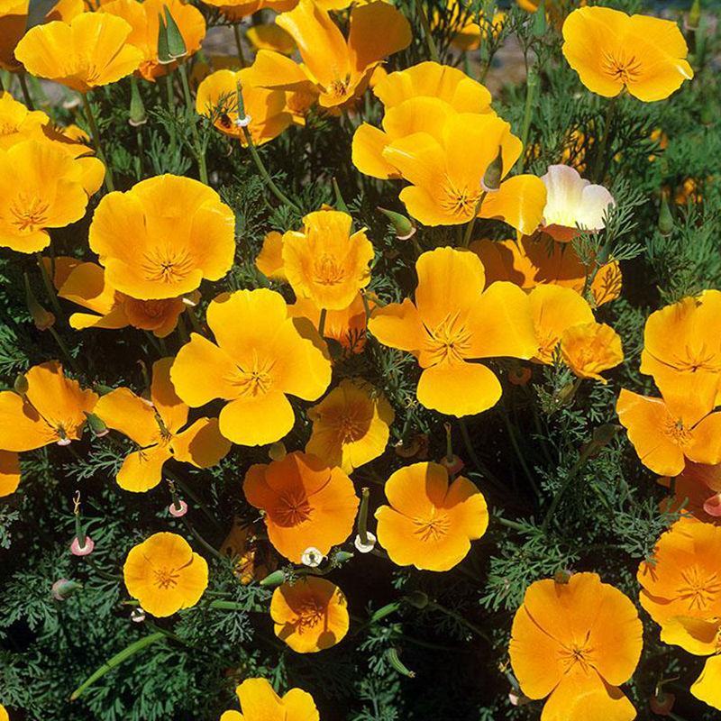 花菱草种子四季种易活花种子耐寒多年生宿根花籽庭院室外阳台