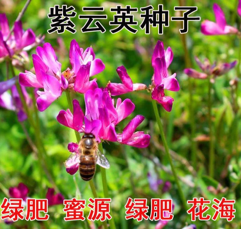 紫云英种子红花草种子养蜂蜜源高产绿肥牧草种子食用野菜种籽