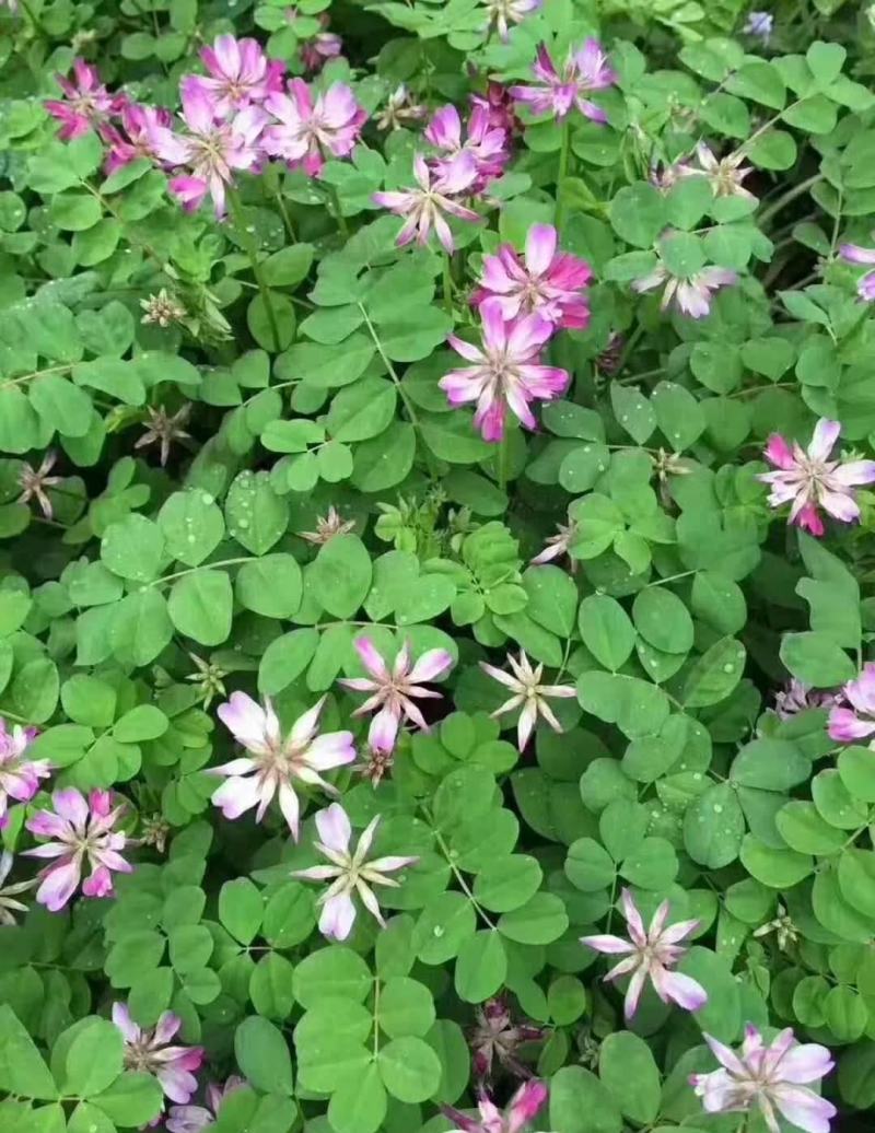 紫云英种子红花草种子养蜂蜜源高产绿肥牧草种子食用野菜种籽