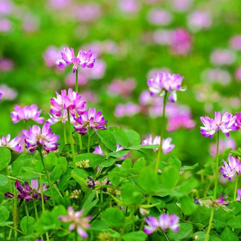 紫云英种子红花草种子养蜂蜜源高产绿肥牧草种子食用野菜种籽