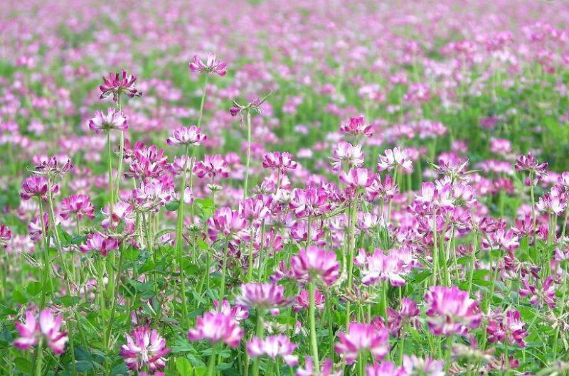 紫云英种子红花草种子养蜂蜜源高产绿肥牧草种子食用野菜种籽