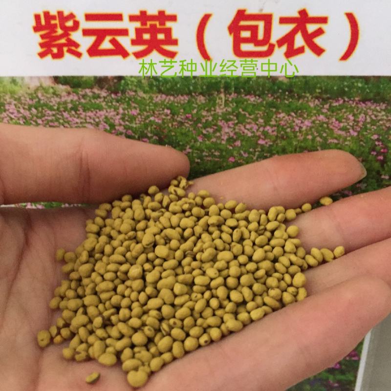 紫云英种子红花草种子养蜂蜜源高产绿肥牧草种子食用野菜种籽