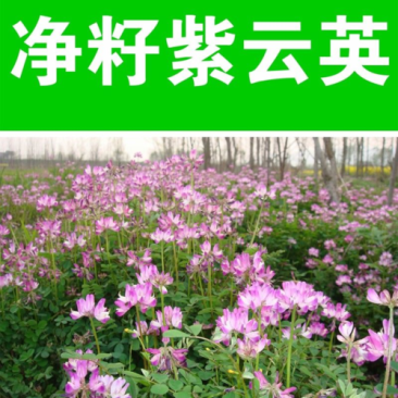 紫云英种子红花草种子养蜂蜜源高产绿肥牧草种子食用野菜种籽