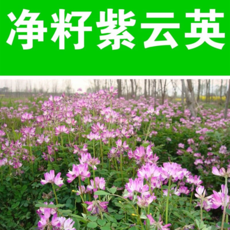 紫云英种子红花草种子养蜂蜜源高产绿肥牧草种子食用野菜种籽