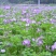 紫云英种子红花草种子养蜂蜜源高产绿肥牧草种子食用野菜种籽