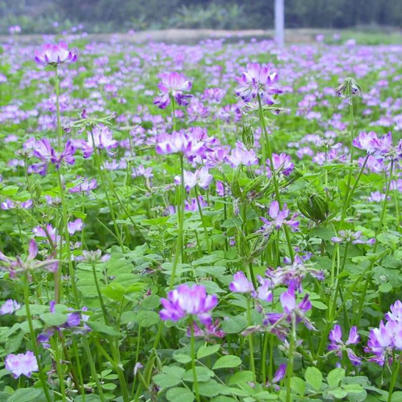 紫云英种子红花草种子养蜂蜜源高产绿肥牧草种子食用野菜种籽
