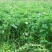 紫云英种子红花草种子养蜂蜜源高产绿肥牧草种子食用野菜种籽