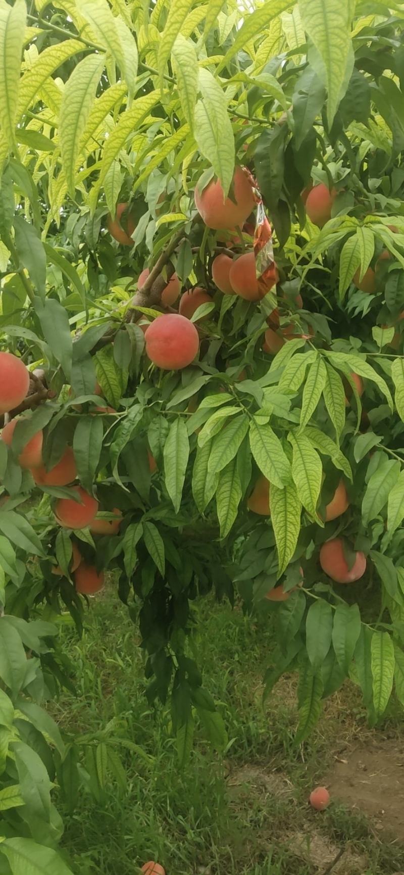 蟠桃
