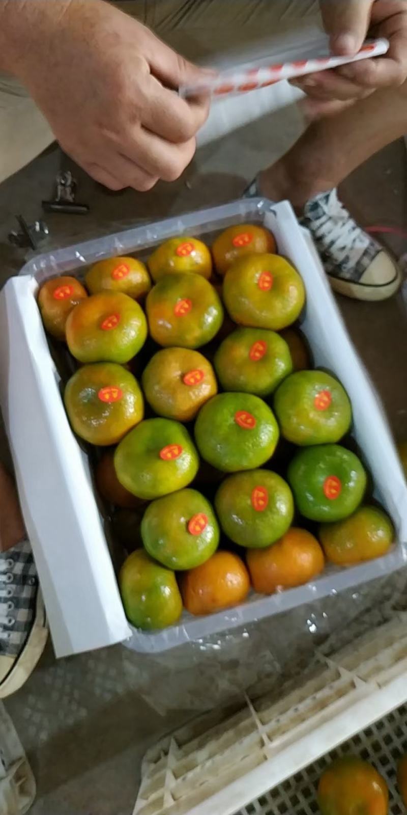 特早蜜橘，汁多味甜，无核化渣，部分地方有零担车配送，