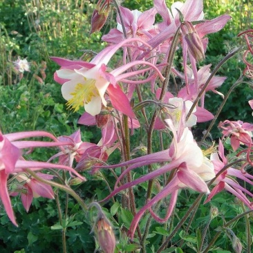 耧斗菜种子开花多年生大花重瓣花种四季阳台室外庭院花种子
