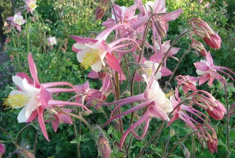 耧斗菜种子开花多年生大花重瓣花种四季阳台室外庭院花种子