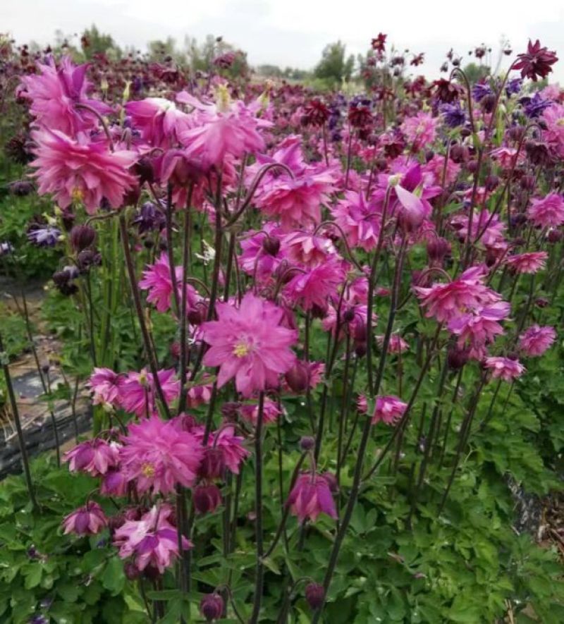 耧斗菜种子开花多年生大花重瓣花种四季阳台室外庭院花种子