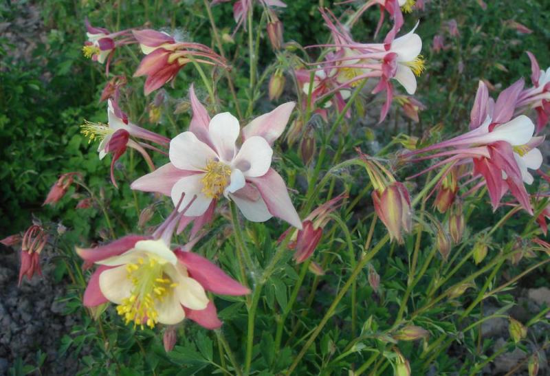 耧斗菜种子开花多年生大花重瓣花种四季阳台室外庭院花种子