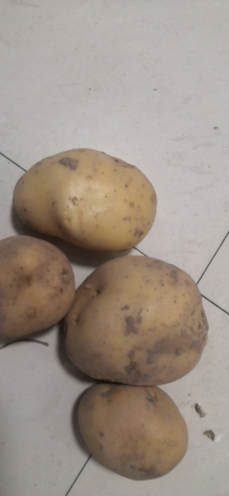 甘肃金昌双湾土豆现已大量上市，品种有大西洋，希森6号
