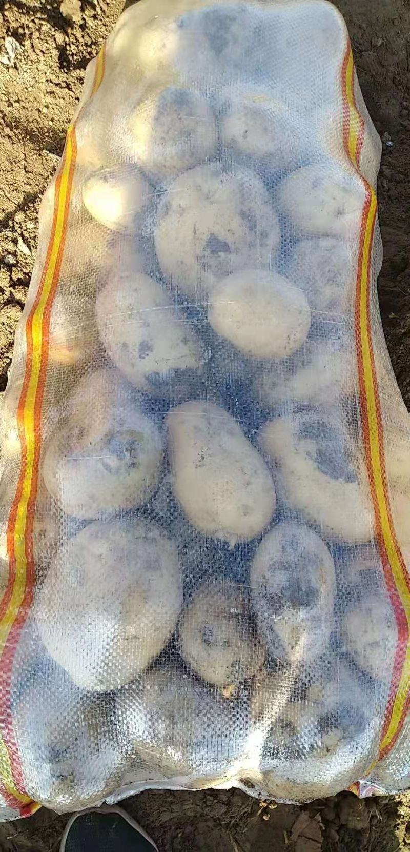 甘肃金昌双湾土豆现已大量上市，品种有大西洋，希森6号