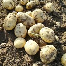 甘肃金昌双湾土豆现已大量上市，品种有大西洋，希森6号