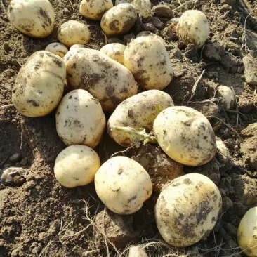 甘肃金昌双湾土豆现已大量上市，品种有大西洋，希森6号