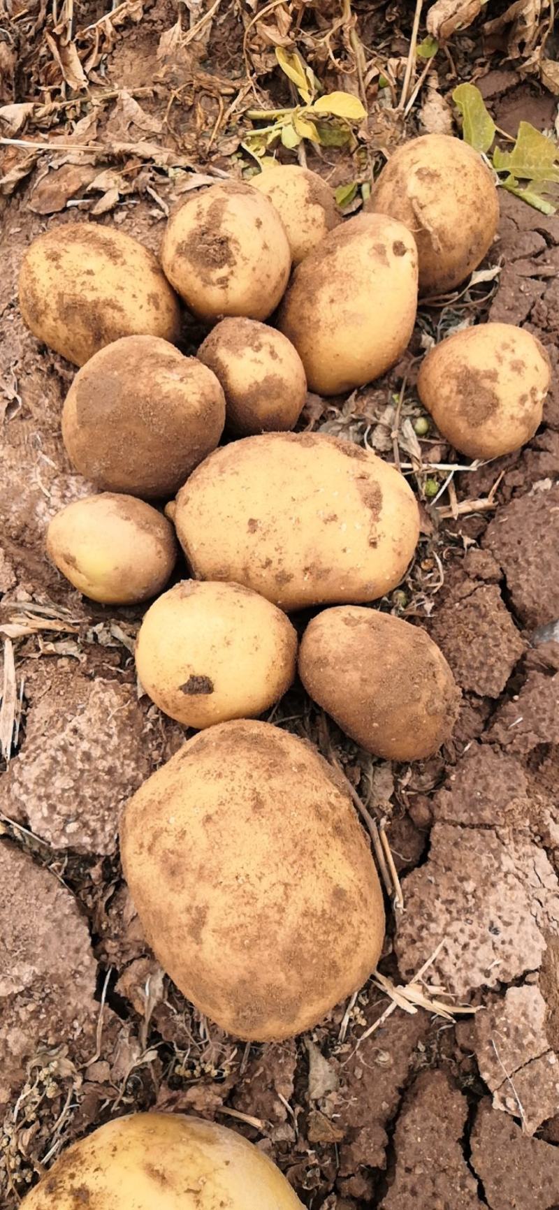 甘肃金昌双湾土豆现已大量上市，品种有大西洋，希森6号