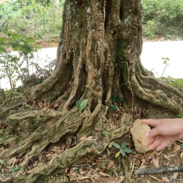荔枝树