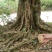 荔枝树