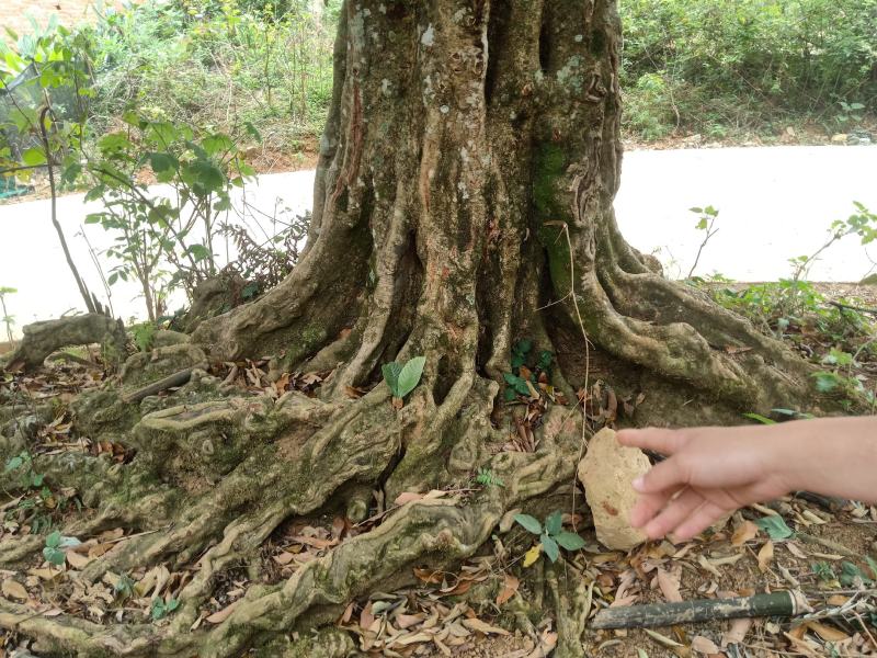 荔枝树