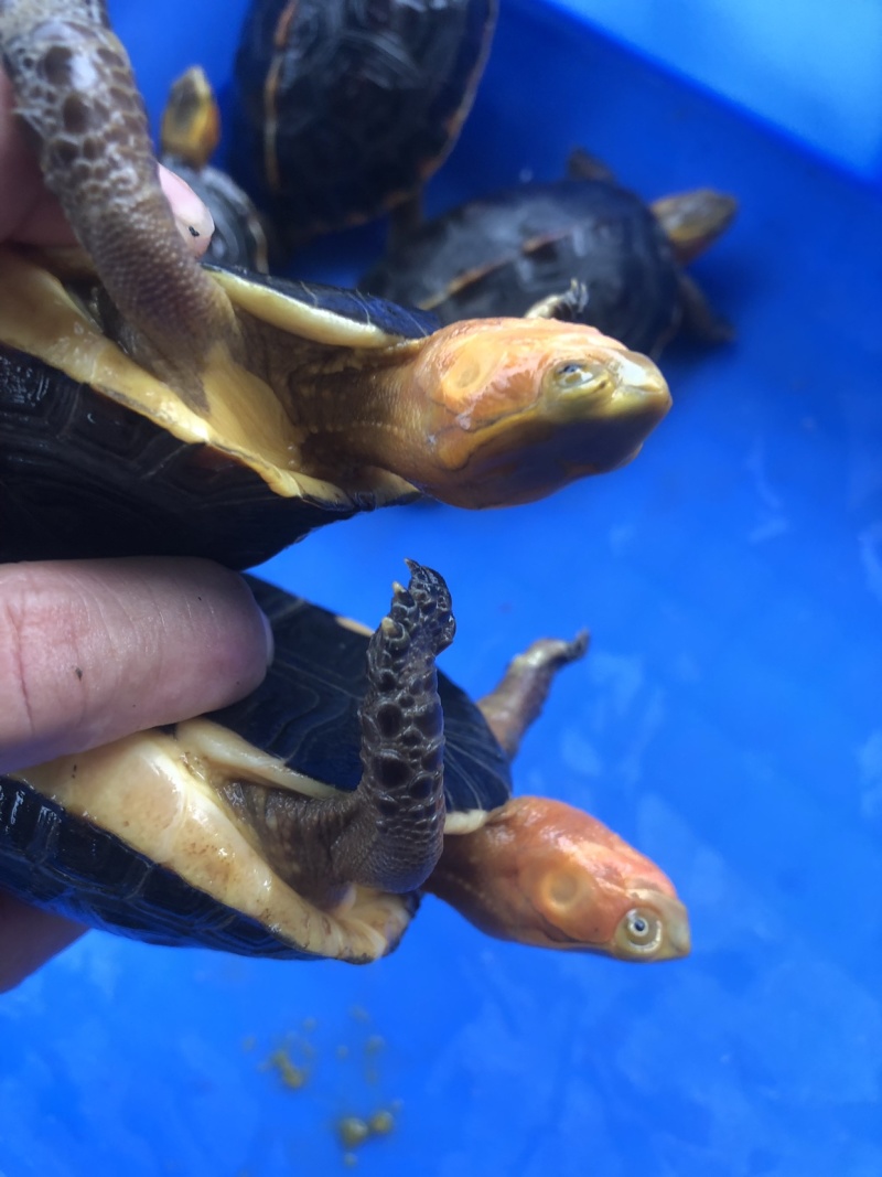 血红安缘