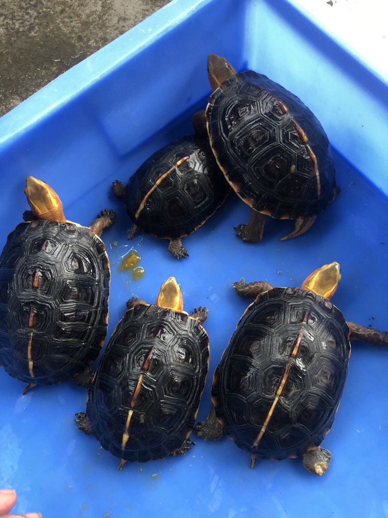 血红安缘