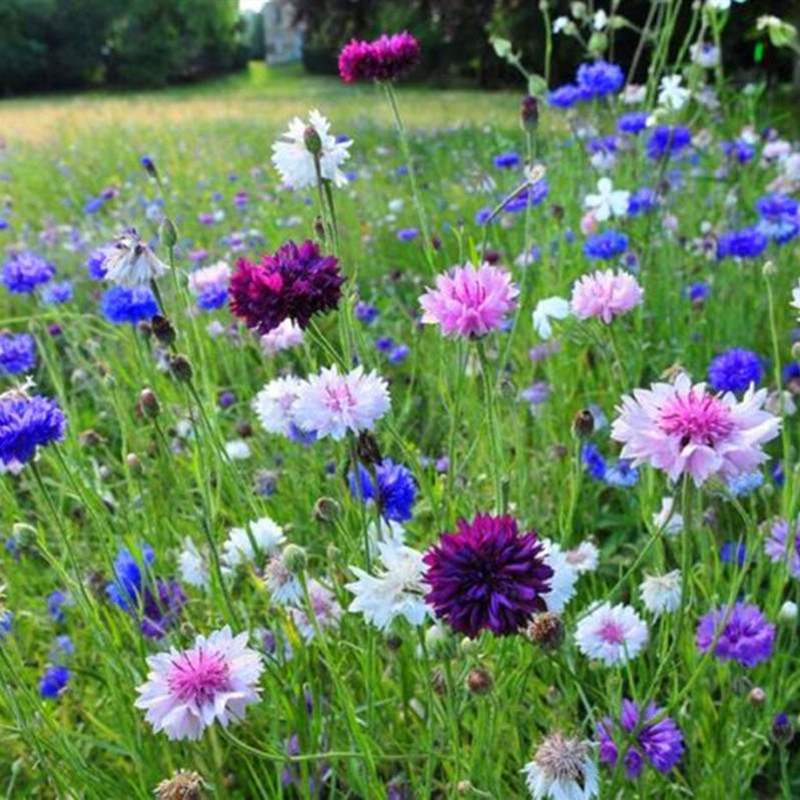 矢车菊种子庭院易种花种多年生花种子室外四季易活花籽