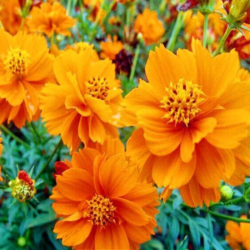 硫化菊种子黄波斯菊花种子黄秋英格桑花籽硫华菊种子四季野花