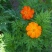 硫化菊种子黄波斯菊花种子黄秋英格桑花籽硫华菊种子四季野花