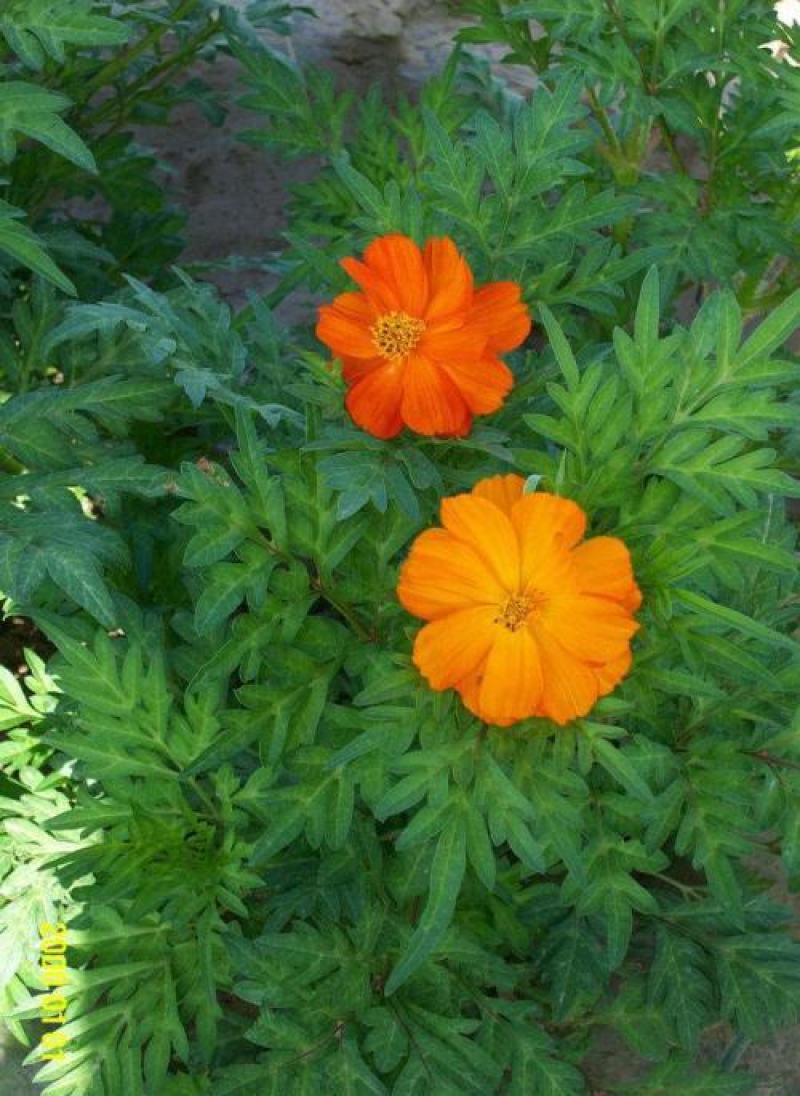 硫化菊种子黄波斯菊花种子黄秋英格桑花籽硫华菊种子四季野花
