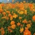 硫化菊种子黄波斯菊花种子黄秋英格桑花籽硫华菊种子四季野花
