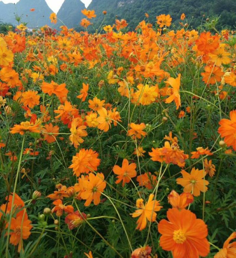 硫化菊种子黄波斯菊花种子黄秋英格桑花籽硫华菊种子四季野花