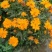 硫化菊种子黄波斯菊花种子黄秋英格桑花籽硫华菊种子四季野花