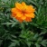 硫化菊种子黄波斯菊花种子黄秋英格桑花籽硫华菊种子四季野花