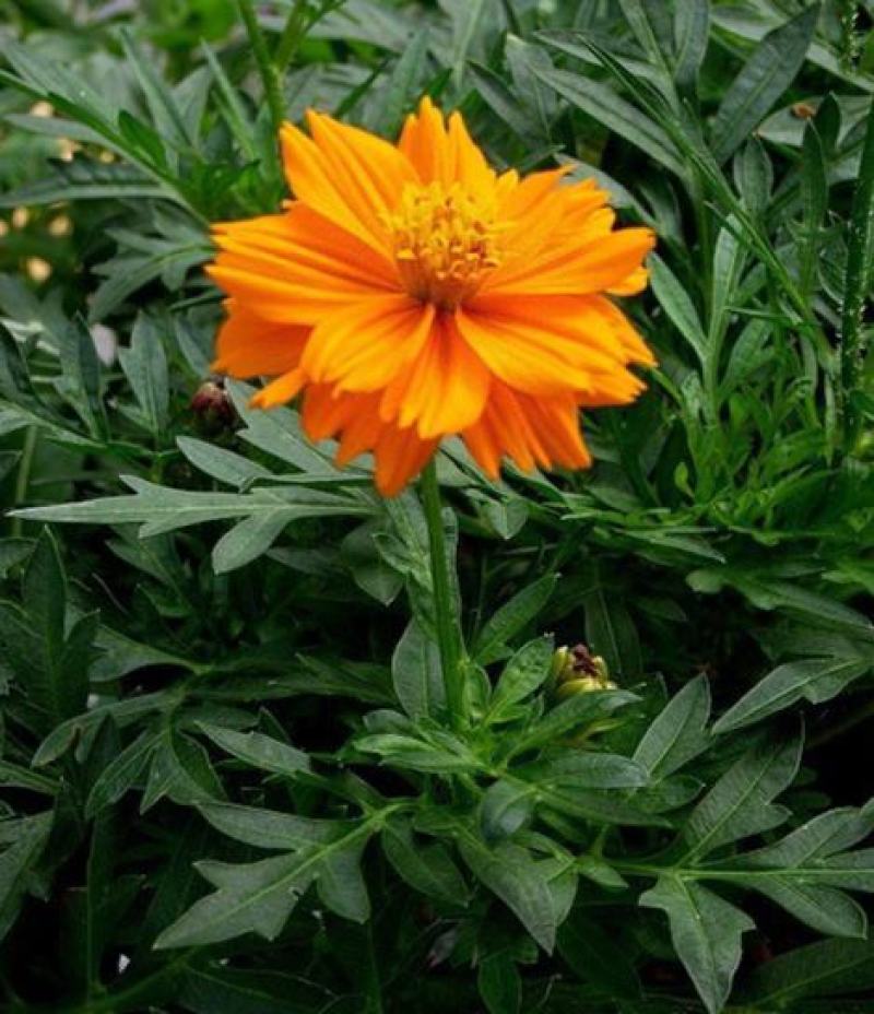 硫化菊种子黄波斯菊花种子黄秋英格桑花籽硫华菊种子四季野花