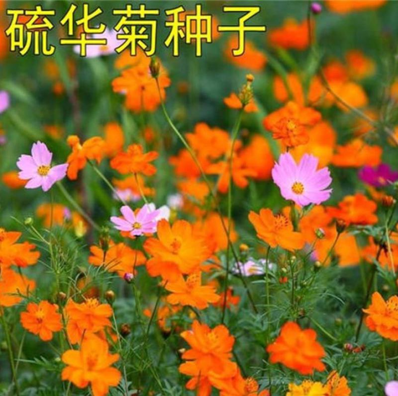硫化菊种子黄波斯菊花种子黄秋英格桑花籽硫华菊种子四季野花