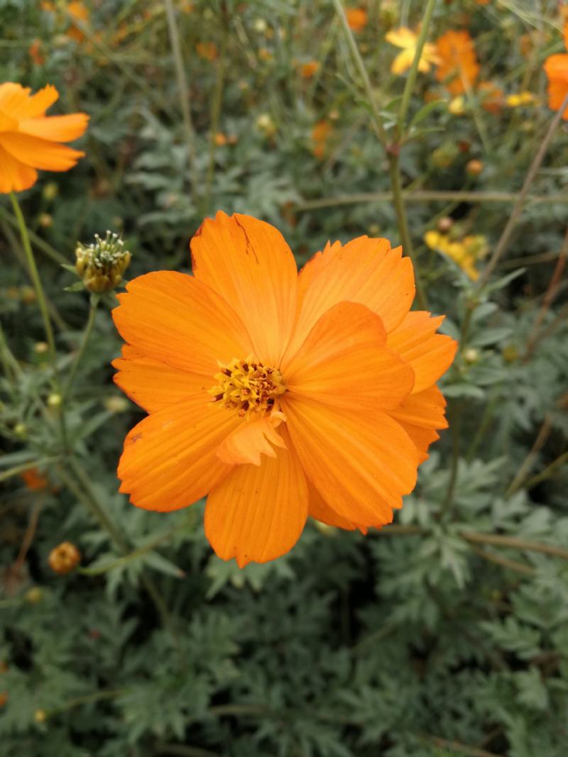 硫化菊种子黄波斯菊花种子黄秋英格桑花籽硫华菊种子四季野花