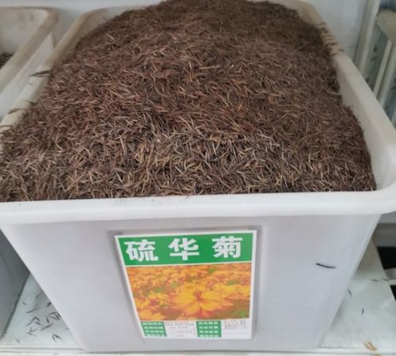 硫化菊种子黄波斯菊花种子黄秋英格桑花籽硫华菊种子四季野花