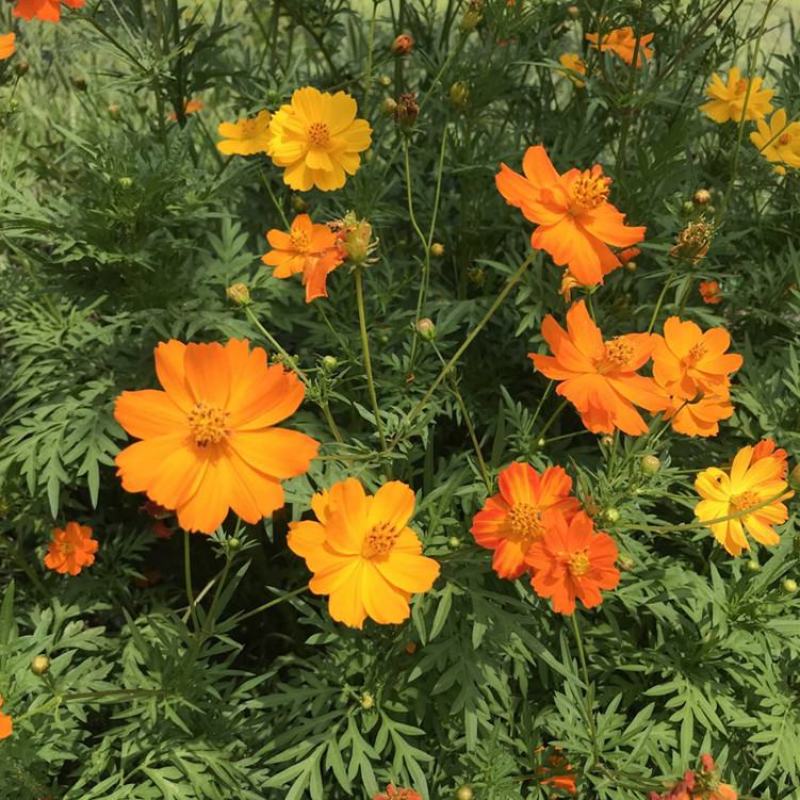 硫化菊种子黄波斯菊花种子黄秋英格桑花籽硫华菊种子四季野花