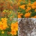 硫化菊种子黄波斯菊花种子黄秋英格桑花籽硫华菊种子四季野花